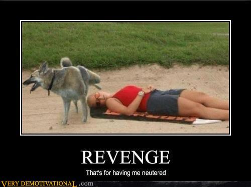 image tagged in funny,dogs,demotivationals