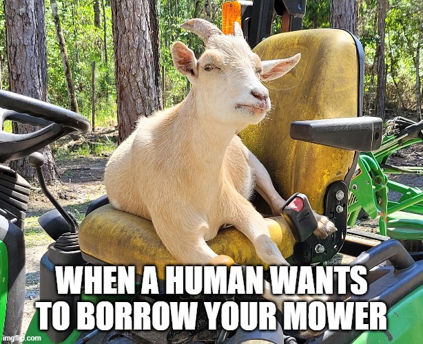 A GOAT and his Mower | WHEN A HUMAN WANTS TO BORROW YOUR MOWER | image tagged in goat,mowing | made w/ Imgflip meme maker
