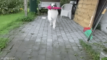 6hv8gf.gif