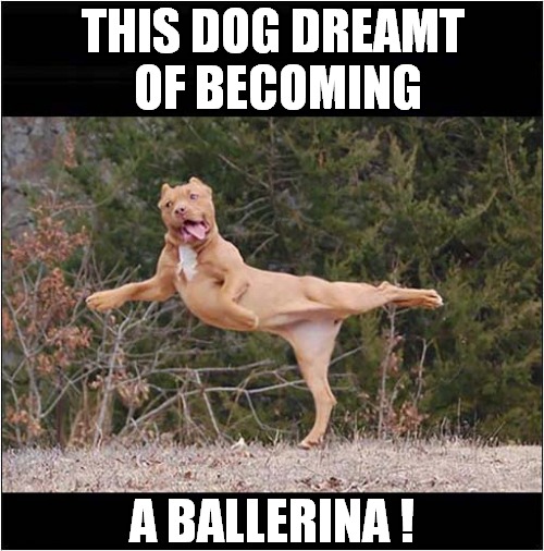 A Dancing Dog | THIS DOG DREAMT  OF BECOMING; A BALLERINA ! | image tagged in dogs,ballerina | made w/ Imgflip meme maker