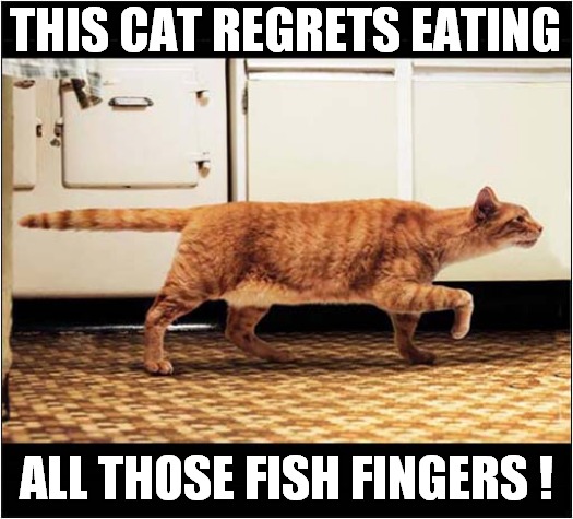 Frozen Food Woes ! | THIS CAT REGRETS EATING; ALL THOSE FISH FINGERS ! | image tagged in cats,too many,fish fingers,fish sticks | made w/ Imgflip meme maker