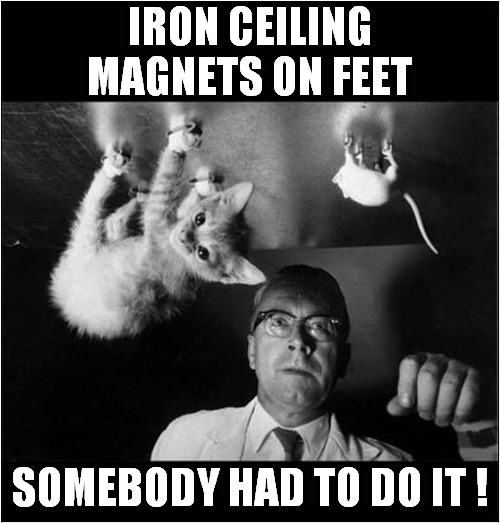 Mad Scientist At Work ! | IRON CEILING 
MAGNETS ON FEET; SOMEBODY HAD TO DO IT ! | image tagged in cats,mad scientist,magnet,kittens | made w/ Imgflip meme maker