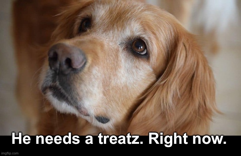 He needs a treatz. Right now. | made w/ Imgflip meme maker