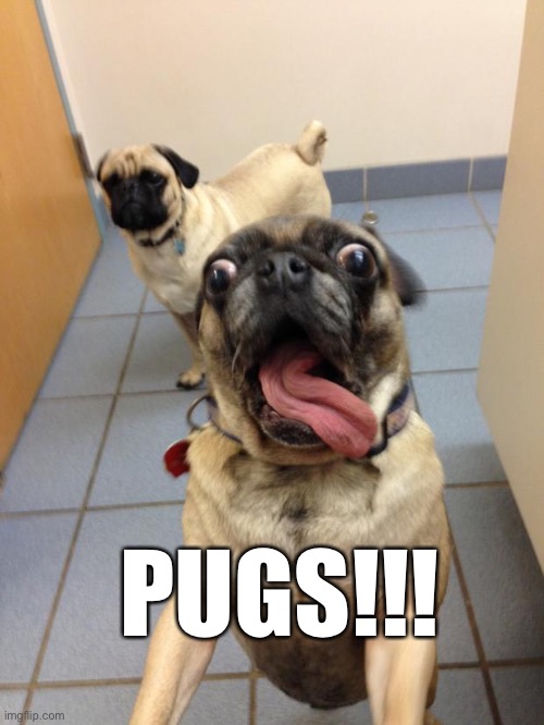 pug love | PUGS!!! | image tagged in pug love | made w/ Imgflip meme maker