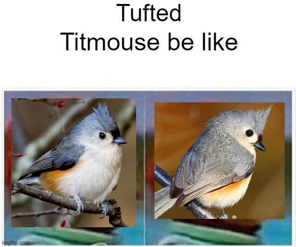 Monkey Puppet Meme | Titmouse be like Tufted | image tagged in memes,monkey puppet | made w/ Imgflip meme maker