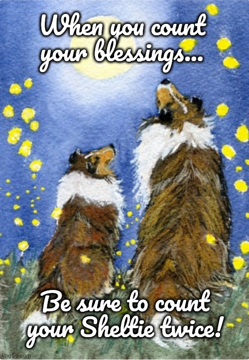 Sheltie Count your Blessings | When you count your blessings... Be sure to count your Sheltie twice! | image tagged in sheltie,blessings | made w/ Imgflip meme maker