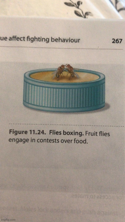 Fly boxing | image tagged in fly boxing | made w/ Imgflip meme maker