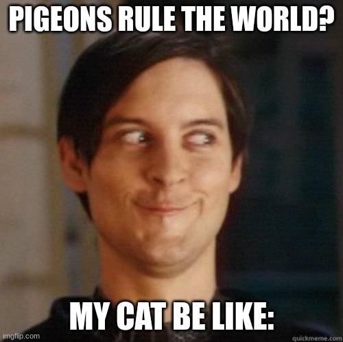 evil smile | PIGEONS RULE THE WORLD? MY CAT BE LIKE: | image tagged in evil smile | made w/ Imgflip meme maker