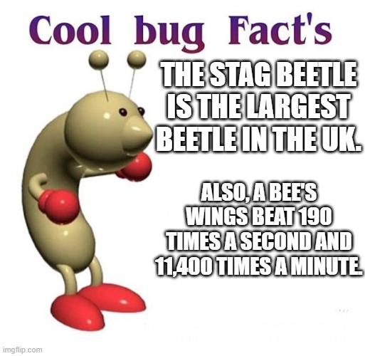 MORE Accurate Bug Fact's | THE STAG BEETLE IS THE LARGEST BEETLE IN THE UK. ALSO, A BEE'S WINGS BEAT 190 TIMES A SECOND AND 11,400 TIMES A MINUTE. | image tagged in cool bug facts,insects,bug | made w/ Imgflip meme maker