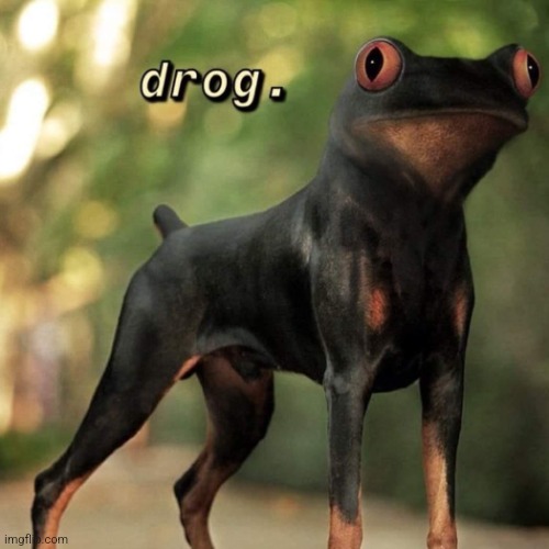 Here is your daily drog | image tagged in daily drog | made w/ Imgflip meme maker