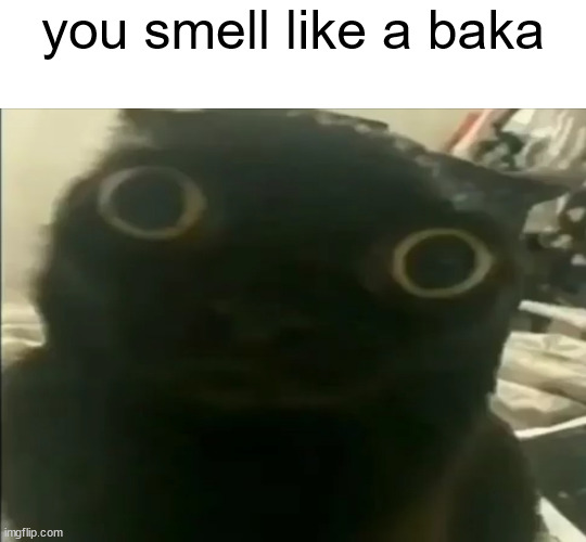 I have your IP | you smell like a baka | image tagged in shitpost status | made w/ Imgflip meme maker