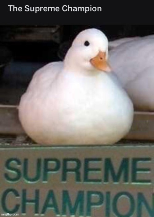 Supreme | image tagged in supreme | made w/ Imgflip meme maker