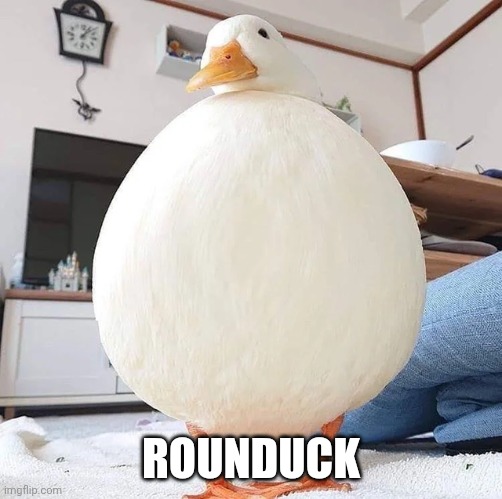 Duuuuuck | ROUNDUCK | image tagged in duck | made w/ Imgflip meme maker