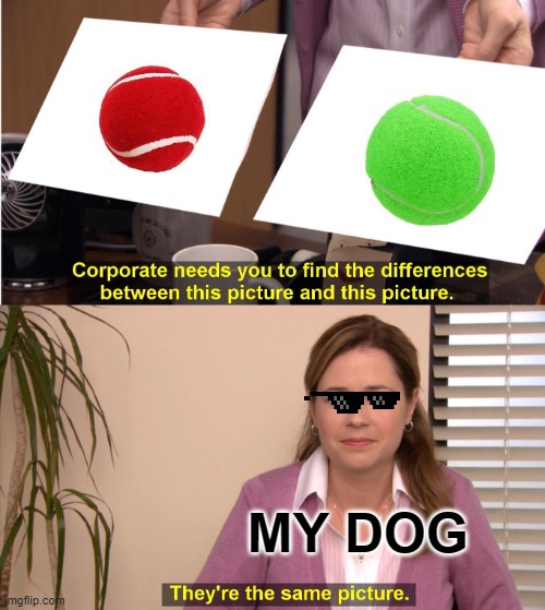 Confidence is key | MY DOG | image tagged in memes,they're the same picture,dog,funny,office | made w/ Imgflip meme maker