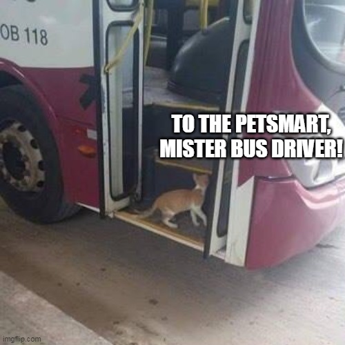 TO THE PETSMART, MISTER BUS DRIVER! | image tagged in meme,memes,cats,cat | made w/ Imgflip meme maker