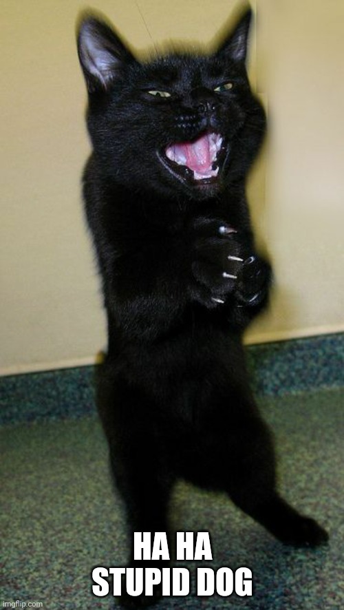 evil cat | HA HA STUPID DOG | image tagged in evil cat | made w/ Imgflip meme maker