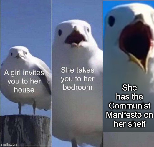 She has the Communist Manifesto on her shelf | image tagged in seagull,communist manifesto,communism | made w/ Imgflip meme maker