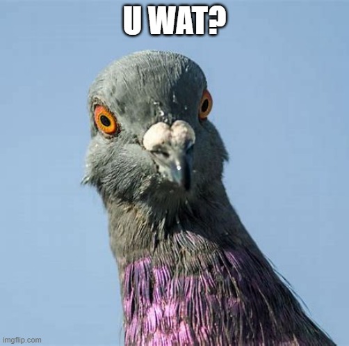U WAT? | made w/ Imgflip meme maker