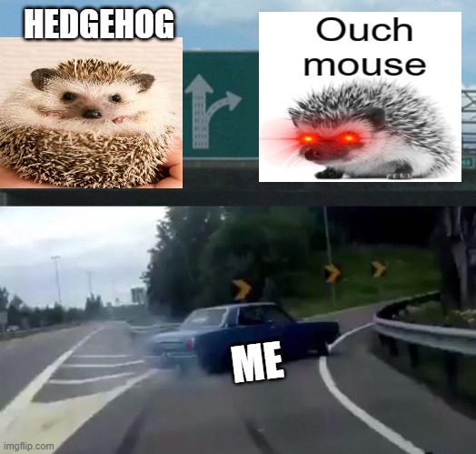 Why don't we call them this? | HEDGEHOG; ME | image tagged in memes,left exit 12 off ramp | made w/ Imgflip meme maker