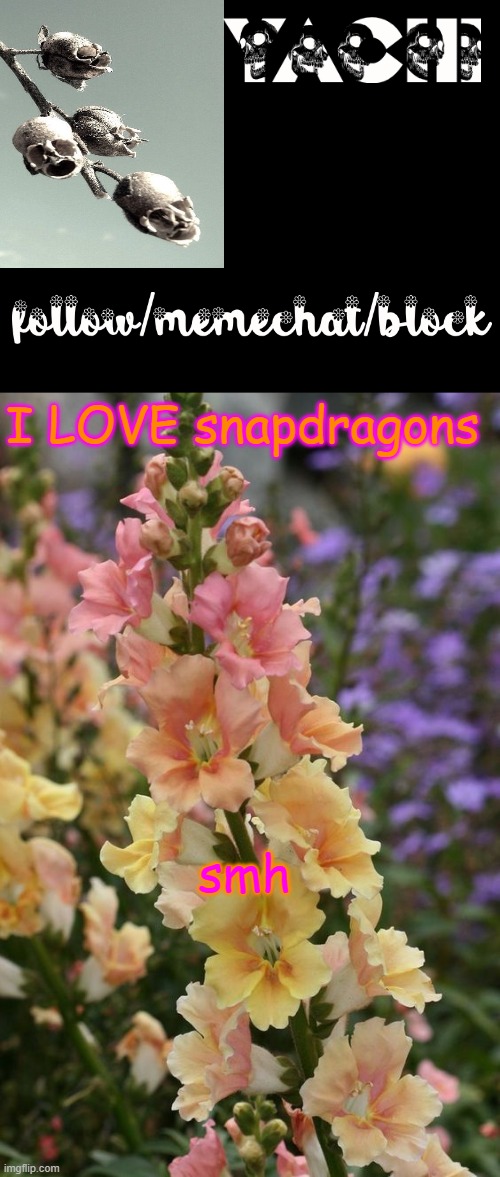 Yachi's snapdragon temp | I LOVE snapdragons smh | image tagged in yachi's snapdragon temp | made w/ Imgflip meme maker