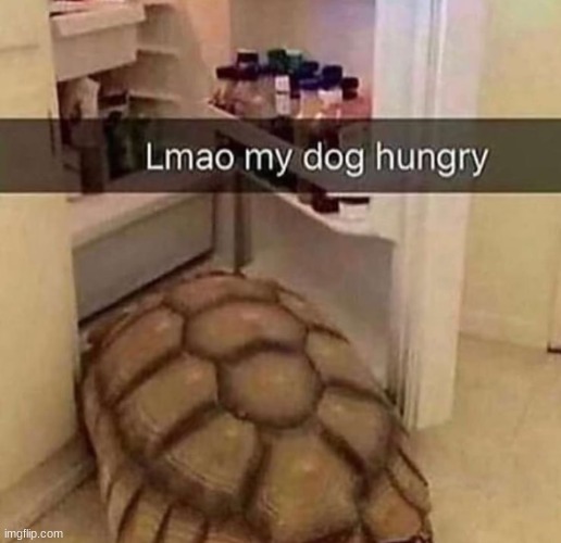 dog | image tagged in turtle | made w/ Imgflip meme maker