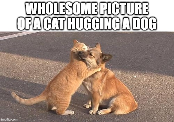 WHOLESOME PICTURE OF A CAT HUGGING A DOG | image tagged in cats,dogs,wholesome | made w/ Imgflip meme maker