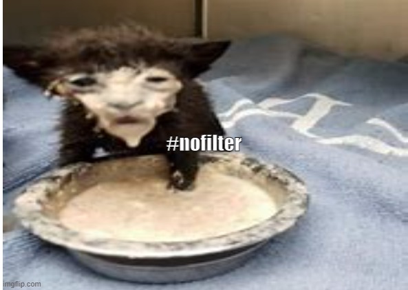 so cute | #nofilter | image tagged in meme,cat,milk,bowl,idk what else to put | made w/ Imgflip meme maker