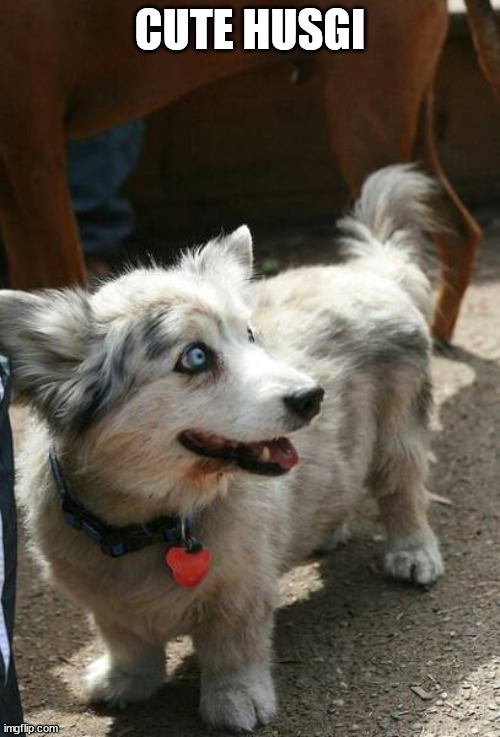 Husky + Corgi | CUTE HUSGI | image tagged in dogs | made w/ Imgflip meme maker