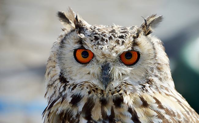 High Quality hibou Blank Meme Template