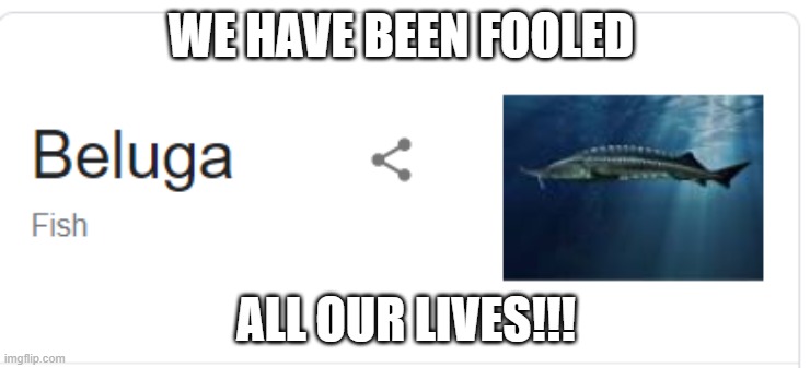WE HAVE BEEN FOOLED; ALL OUR LIVES!!! | image tagged in funny,beluga | made w/ Imgflip meme maker