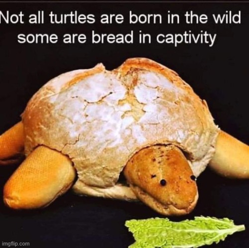 bread in captivity | image tagged in turtle,bread | made w/ Imgflip meme maker