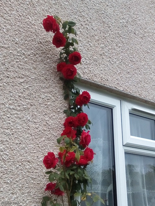 The roses growing outside my house | made w/ Imgflip meme maker