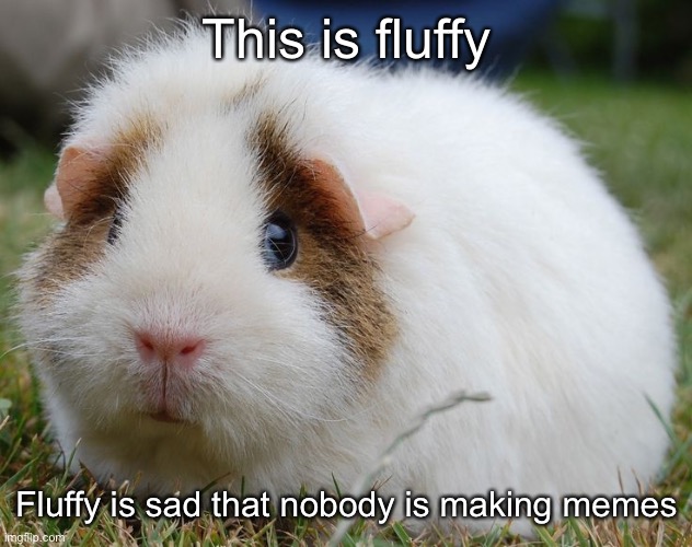 :( | This is fluffy; Fluffy is sad that nobody is making memes | image tagged in fluffy,sad | made w/ Imgflip meme maker
