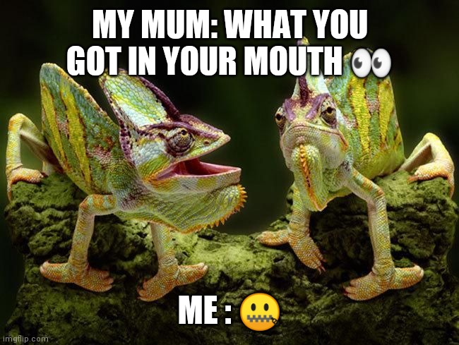 chameleons | MY MUM: WHAT YOU GOT IN YOUR MOUTH 👀; ME : 🤐 | image tagged in chameleons | made w/ Imgflip meme maker
