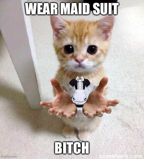 Cute Cat | WEAR MAID SUIT; BITCH | image tagged in memes,cute cat | made w/ Imgflip meme maker