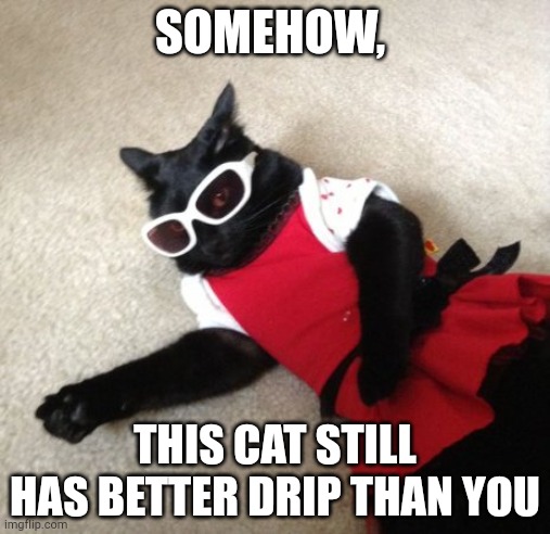 Catastrophic Fashion | SOMEHOW, THIS CAT STILL HAS BETTER DRIP THAN YOU | image tagged in catastrophic fashion | made w/ Imgflip meme maker