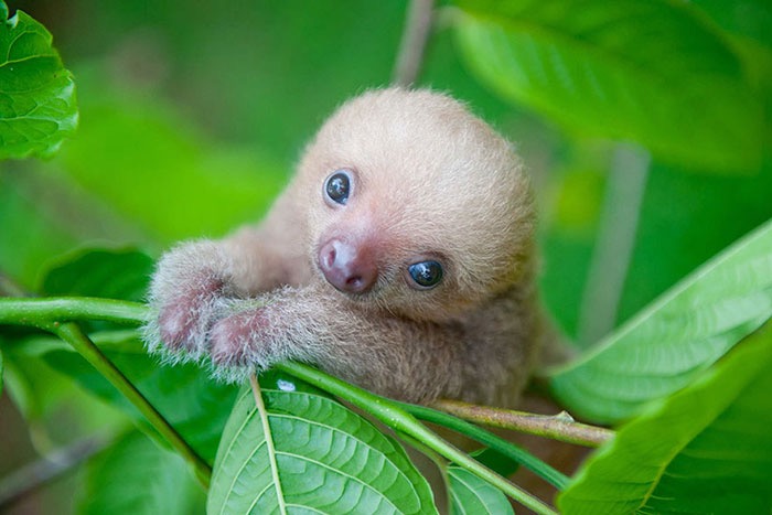 Baby Sloth | image tagged in awesome,pics,photography | made w/ Imgflip meme maker