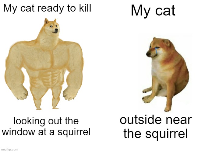 Window courage | My cat ready to kill; My cat; looking out the window at a squirrel; outside near the squirrel | image tagged in memes,buff doge vs cheems | made w/ Imgflip meme maker