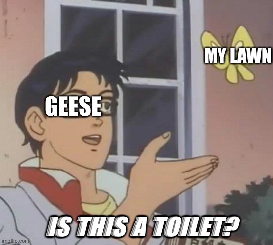 Huh? Where'd all the grass go? OH NO ITS BEEN REPLACED BY GOOSE SH*T | MY LAWN; GEESE; IS THIS A TOILET? | image tagged in oh wow are you actually reading these tags,you have been eternally cursed for reading the tags | made w/ Imgflip meme maker