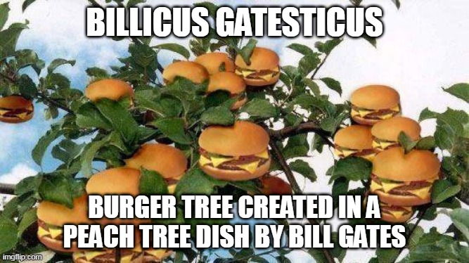 Bill Gates Burger Tree | BILLICUS GATESTICUS; BURGER TREE CREATED IN A PEACH TREE DISH BY BILL GATES | image tagged in peach tree dish,marjorie taylor greene,maga,special kind of stupid | made w/ Imgflip meme maker