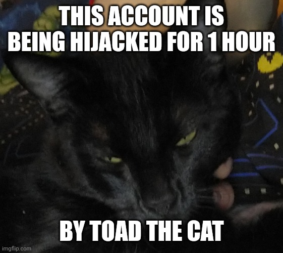 THIS ACCOUNT IS BEING HIJACKED FOR 1 HOUR; BY TOAD THE CAT | made w/ Imgflip meme maker