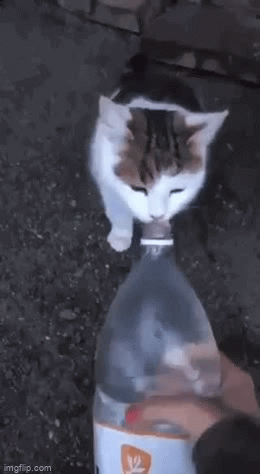 Goofy Ahh Cat GIF - Goofy Ahh Cat Cats - Discover & Share GIFs
