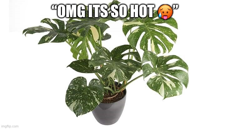 Costa farms Thai Constellation | “OMG ITS SO HOT ?” | image tagged in costa farms thai constellation | made w/ Imgflip meme maker