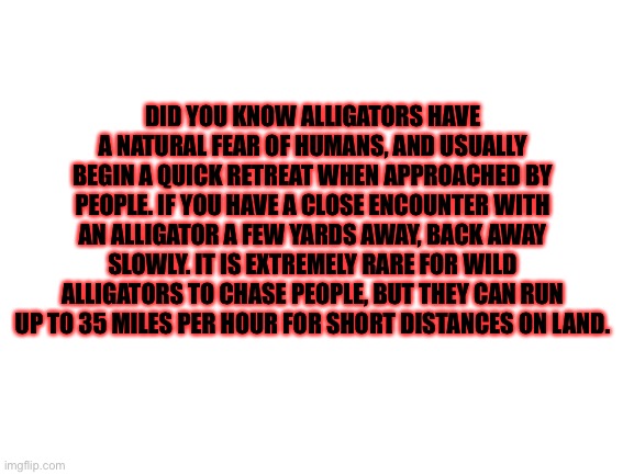 Fun fact about alligators | DID YOU KNOW ALLIGATORS HAVE A NATURAL FEAR OF HUMANS, AND USUALLY BEGIN A QUICK RETREAT WHEN APPROACHED BY PEOPLE. IF YOU HAVE A CLOSE ENCOUNTER WITH AN ALLIGATOR A FEW YARDS AWAY, BACK AWAY SLOWLY. IT IS EXTREMELY RARE FOR WILD ALLIGATORS TO CHASE PEOPLE, BUT THEY CAN RUN UP TO 35 MILES PER HOUR FOR SHORT DISTANCES ON LAND. | image tagged in blank white template | made w/ Imgflip meme maker