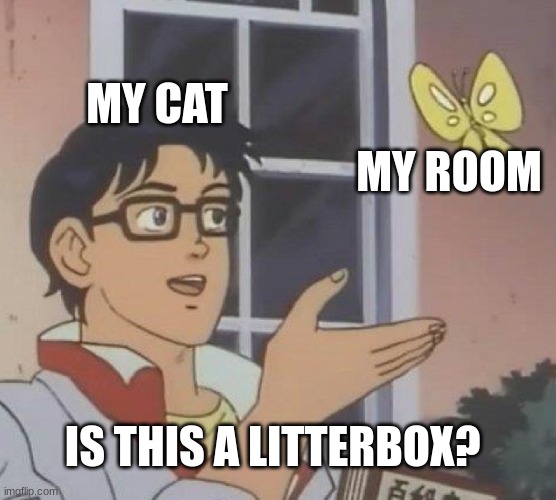 Cats | MY CAT; MY ROOM; IS THIS A LITTERBOX? | image tagged in memes,is this a pigeon | made w/ Imgflip meme maker