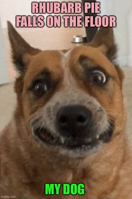 Dog Cringe | RHUBARB PIE FALLS ON THE FLOOR; MY DOG | image tagged in dog cringe | made w/ Imgflip meme maker