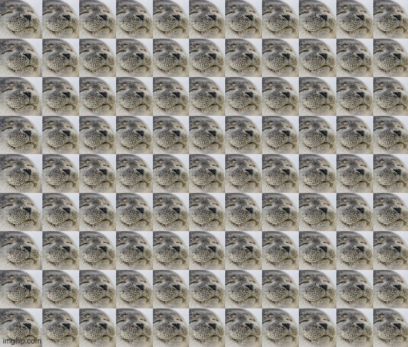 High Quality seals background Blank Meme Template