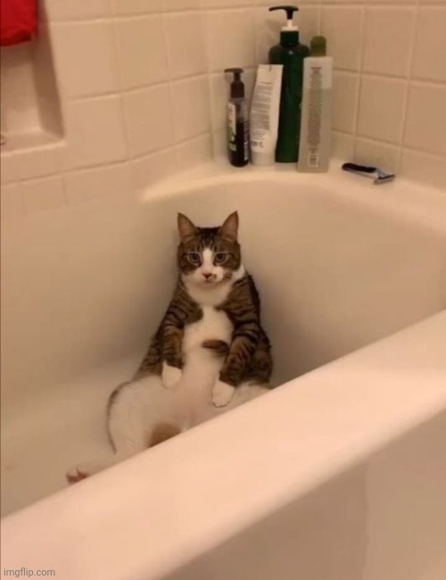 Fun cat | I DRANK ALL THE WATER | image tagged in cat | made w/ Imgflip meme maker