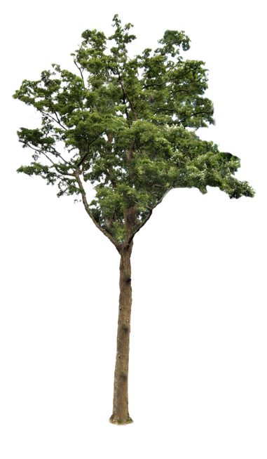 tree for protect Blank Meme Template