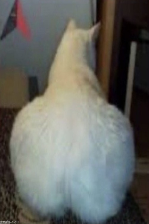 Thicccccccc | made w/ Imgflip meme maker